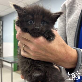 Domestic Medium Hair Cats Available for Adoption in Washington, District Of Columbia - Zorro | PetCurious