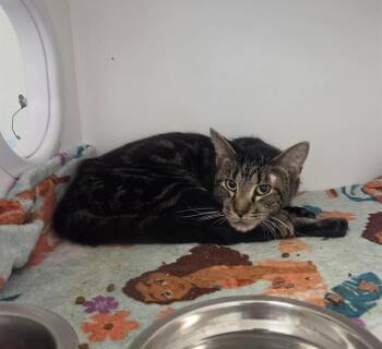 CHARLES -  Domestic Short Hair Cat for Adoption in Indianapolis, Indiana - CHARLES | PetCurious