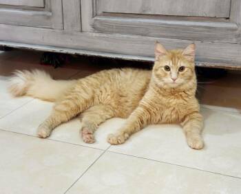 Maine Coon and Siberian Cats Available for Adoption in Bedford Hills, New York - Butterscotch Is Soooo Delicious Adored By All And GORGEOUS EMERG | PetCurious