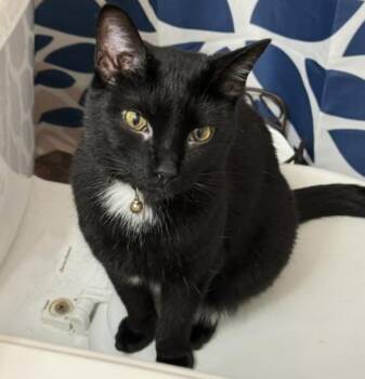 Salinger -  Domestic Short Hair Cat for Adoption in Cincinnati, Ohio - Salinger | PetCurious