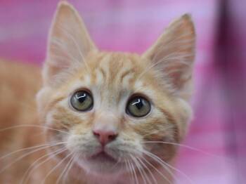 Domestic Short Hair Cats Available for Adoption in Portland, Oregon - Solaire | PetCurious