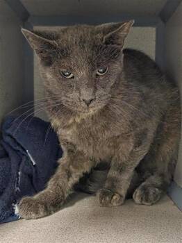 Rescue Domestic Short Hair Cats for Adoption in San Antonio, Texas - NIGHT | PetCurious