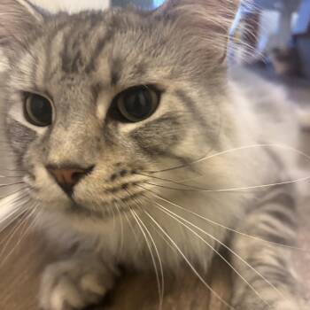 Rocket - Home to Home -  Maine Coon Cat for Adoption in South Elgin, Illinois - Rocket - Home To Home | PetCurious