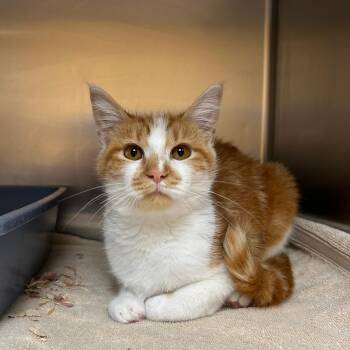 Cal -  Domestic Short Hair Cat for Adoption in Lindon, Utah - Cal | PetCurious
