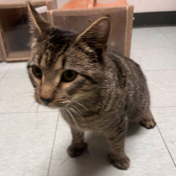 Domestic Short Hair Cats Available for Adoption - Youngest | PetCurious