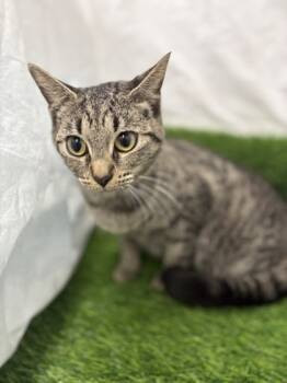 Rescue Domestic Short Hair Cats for Adoption in Gainesville, Florida - Mommacita | PetCurious