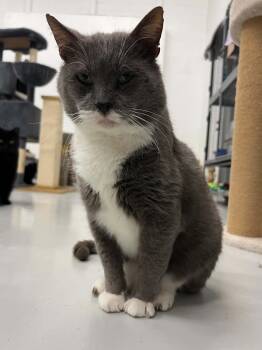 Dusty -  Domestic Short Hair Cat for Adoption in West Palm Beach, Florida - Dusty | PetCurious