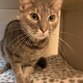Al Purrchino -  Domestic Short Hair Cat for Adoption in Gloucester, Virginia - Al Purrchino | PetCurious
