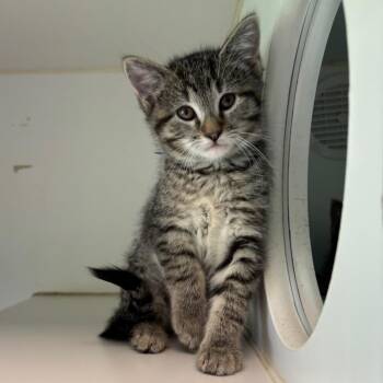 Domestic Short Hair Cats Available for Adoption in Naperville, Illinois - Denim | PetCurious