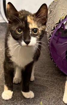 Benelli -  Tortoiseshell Cat for Adoption in Hazlet, New Jersey - Benelli | PetCurious