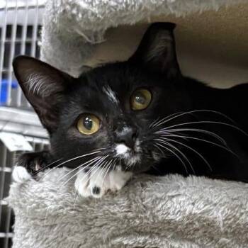 Spots -  Domestic Short Hair Cat for Adoption in Falls Church, Virginia - Spots | PetCurious