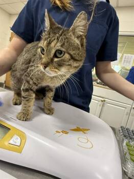 Domestic Short Hair Cats Available for Adoption - CHOJI | PetCurious