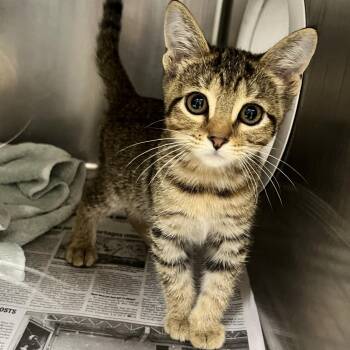 Law -  Domestic Short Hair Cat for Adoption in Charleston, West Virginia - Law | PetCurious