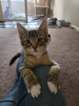 Kamryn -  Domestic Short Hair Cat for Adoption in Mokena, Illinois - Kamryn | PetCurious