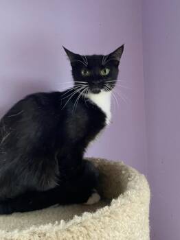 Xena -  Domestic Short Hair Cat for Adoption in Cumming, Georgia - Xena | PetCurious