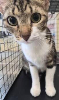 TILLIE -  Domestic Short Hair Cat for Adoption in Fort Myers, Florida - TILLIE | PetCurious