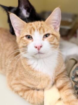 Oliver -  Domestic Short Hair Cat for Adoption in Menomonie, Wisconsin - Oliver | PetCurious