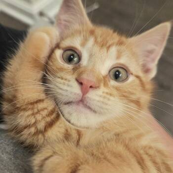 Domestic Short Hair Cats Available for Adoption in Louisville, Kentucky - Crayon | PetCurious