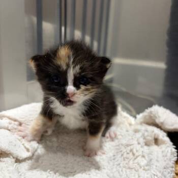 The Queen of Hearts -  Domestic Short Hair Cat for Adoption in Westminster, California - The Queen Of Hearts | PetCurious