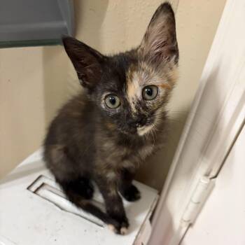 Patches -  Domestic Short Hair Cat for Adoption in Liverpool, Texas - Patches | PetCurious