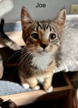 Joe -  Tabby Cat for Adoption in Wyandotte, Michigan - Joe | PetCurious