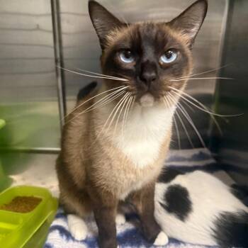 Finch -  Siamese Cat for Adoption in Spokane, Washington - Finch | PetCurious