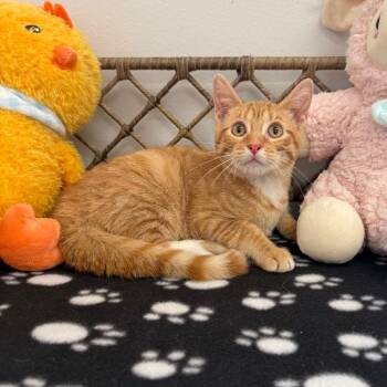 Theodore -  Domestic Short Hair Cat for Adoption in Houston, Texas - Theodore | PetCurious