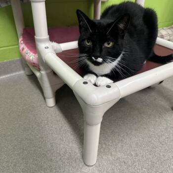 Catbird -  Domestic Short Hair Cat for Adoption in Edison, New Jersey - Catbird | PetCurious