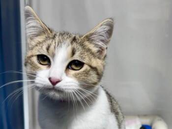 Gabby -  Domestic Short Hair and Tabby Cat for Adoption in Powell, Ohio - Gabby | PetCurious