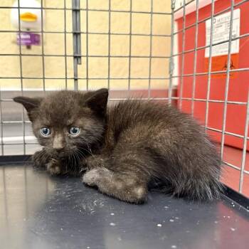 DEAN -  Domestic Short Hair Cat for Adoption in Fort Myers, Florida - DEAN | PetCurious