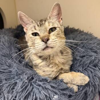Polly -  Domestic Short Hair Cat for Adoption in Cooperstown, New York - Polly | PetCurious