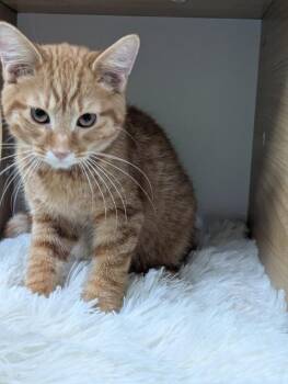 Gilroy -  Domestic Short Hair Cat for Adoption in Adrian, Michigan - Gilroy | PetCurious