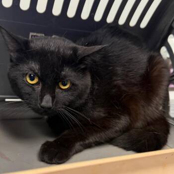 Penguin -  Domestic Short Hair Cat Available for Adoption in Midland, Texas - Penguin | PetCurious