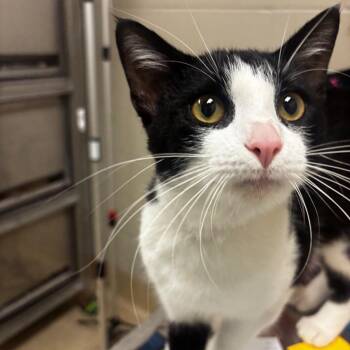 Kenji -  Domestic Short Hair Cat for Adoption in Bristol, Indiana - Kenji | PetCurious