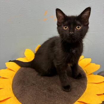 Footloose -  Domestic Short Hair Cat for Adoption in NEW PT RICHEY, Florida - Footloose | PetCurious