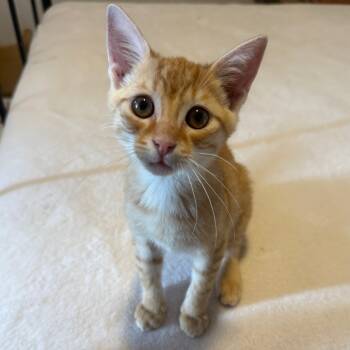 Rescue Domestic Short Hair Cats for Adoption in Lutz, Florida - Winn Dixie | PetCurious