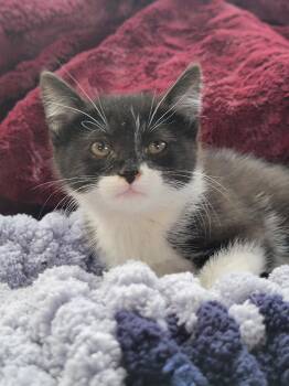 Greta -  Domestic Short Hair Cat for Adoption in New Washoe City, Nevada - Greta | PetCurious