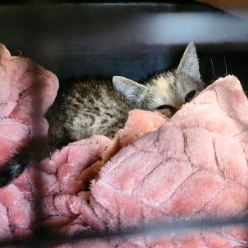 Pippa -  Domestic Short Hair Cat for Adoption in Columbus, North Carolina - Pippa | PetCurious