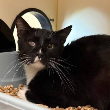 Domestic Short Hair Cats Available for Adoption - Kevin | PetCurious