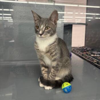 Mason -  Domestic Short Hair Cat for Adoption in NEW PT RICHEY, Florida - Mason | PetCurious
