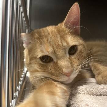 Dirk -  Domestic Short Hair Cat for Adoption in Marshall, Virginia - Dirk | PetCurious
