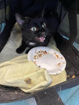 Rescue Domestic Short Hair Cats for Adoption in West Mifflin, Pennsylvania - Makita | PetCurious