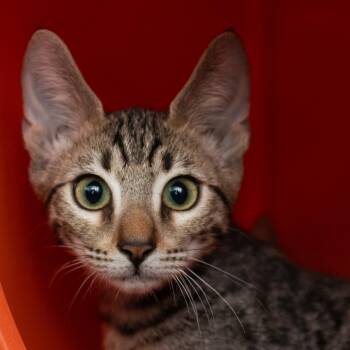 Bodhi -  Domestic Short Hair Cat for Adoption in Middletown, Rhode Island - Bodhi | PetCurious