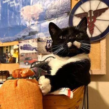 Domestic Short Hair Cats Available for Adoption - Eva | PetCurious