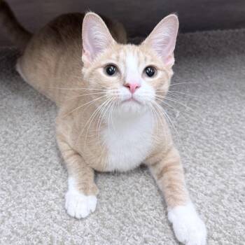 Sandy -  American Shorthair Cat for Adoption in Philadelphia, Pennsylvania - Sandy | PetCurious