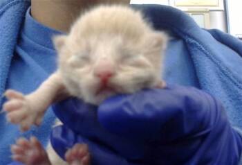 Rescue Domestic Short Hair Cats for Adoption in Dallas, Texas - MINI | PetCurious