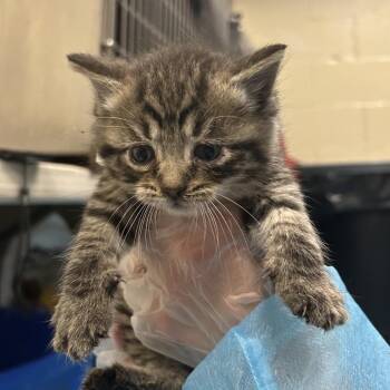 Wyatt -  Domestic Medium Hair Cat for Adoption in Charleston, West Virginia - Wyatt | PetCurious