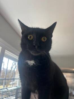 Domestic Short Hair Cats Available for Adoption - Oregano | PetCurious