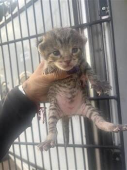 A658134 -  Domestic Short Hair Cat for Adoption in Houston, Texas - A658134 | PetCurious