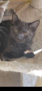 Rescue Domestic Short Hair Cats for Adoption in Owensboro, Kentucky - CUMULUS! | PetCurious